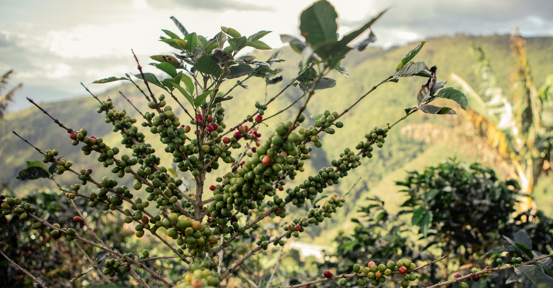 Coffee and USA - Difference between Arabica and Colombian coffee